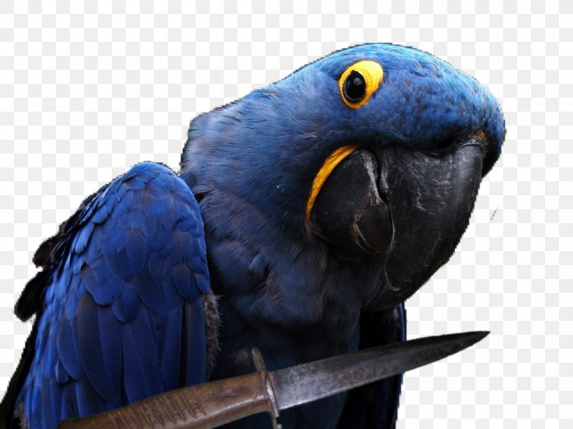 Jeuxvideo.com Internet Forum President And Chief Executive Officer Perroquet Macaw, PNG, 1504x1128px, 2017, Jeuxvideocom, Beak, Bird, Cobalt Blue Download Free