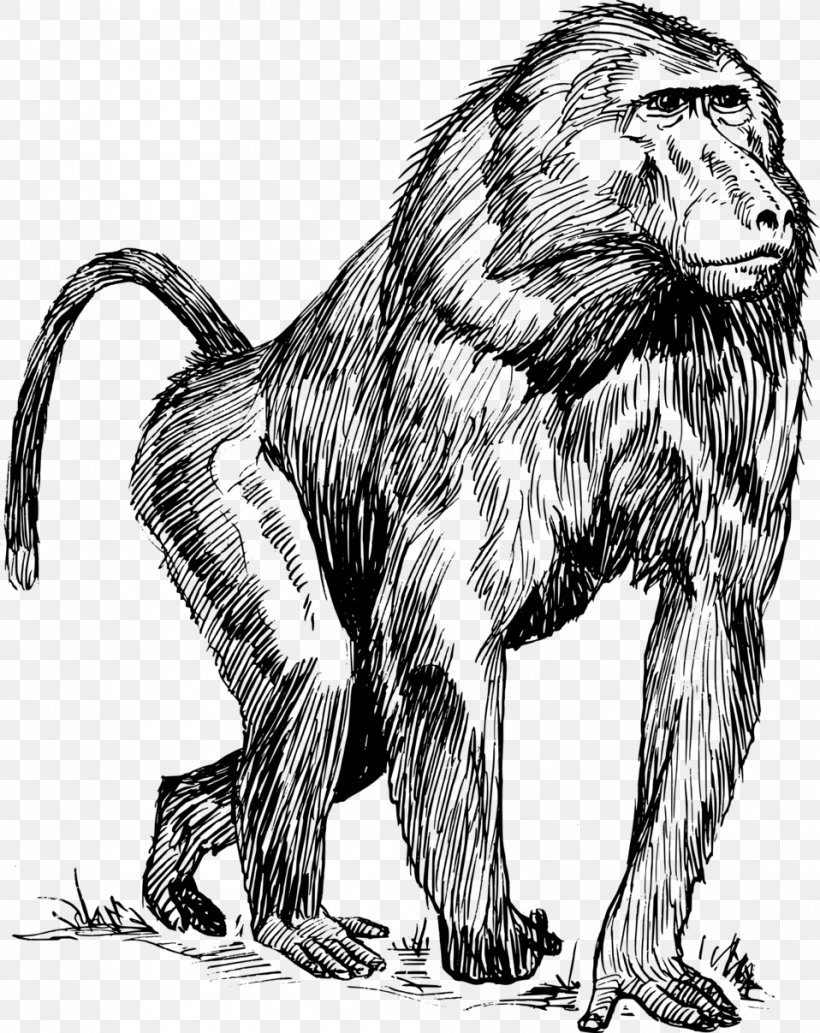 Mandrill Hamadryas Baboon Drawing Primate Clip Art, PNG, 958x1207px, Mandrill, Animal, Art, Baboons, Big Cats Download Free