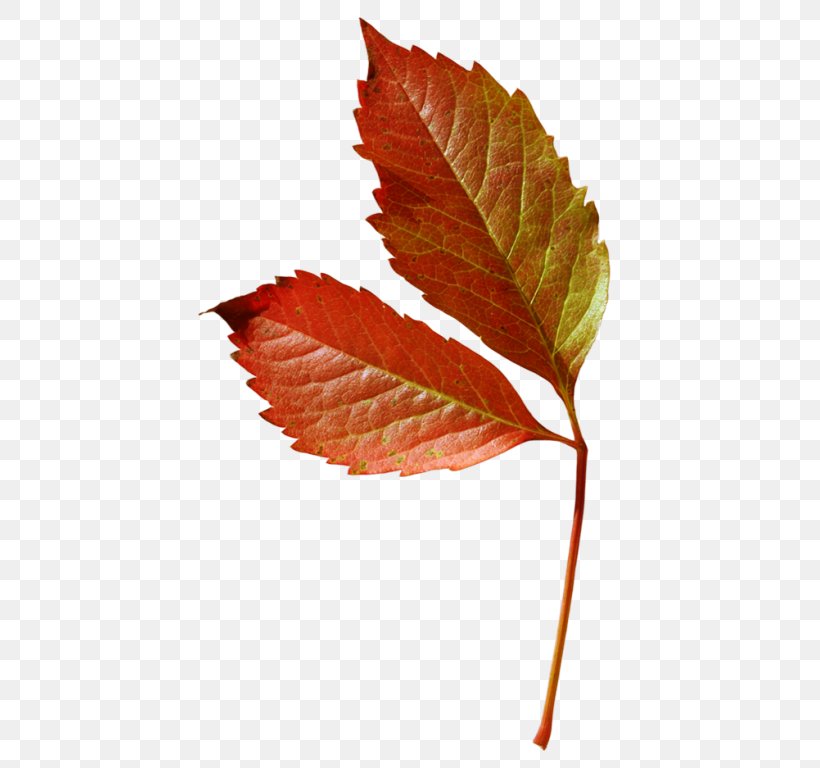 Maple Leaf Plant Stem Deciduous Clip Art, PNG, 461x768px, Leaf, Deciduous, Maple Leaf, Plant, Plant Stem Download Free