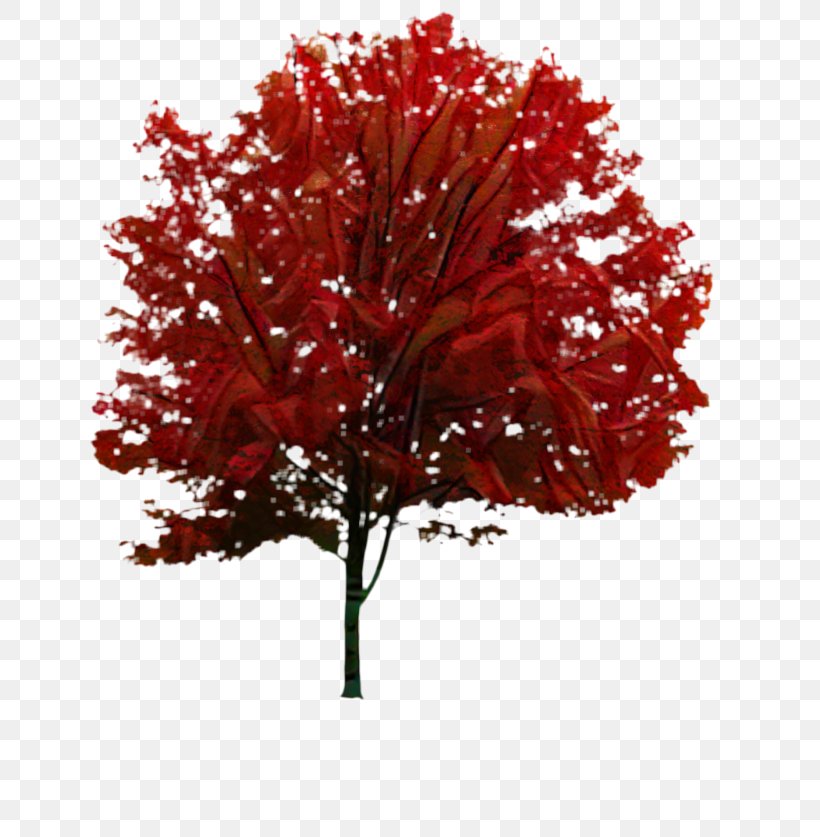 Maple Leaf RED.M, PNG, 699x837px, Maple, Autumn, Black Maple, Deciduous, Flower Download Free