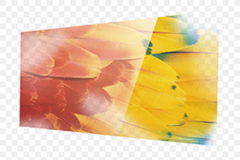 Material Yellow Petal Wallpaper, PNG, 1597x1071px, Material, Computer, Orange, Petal, Yellow Download Free