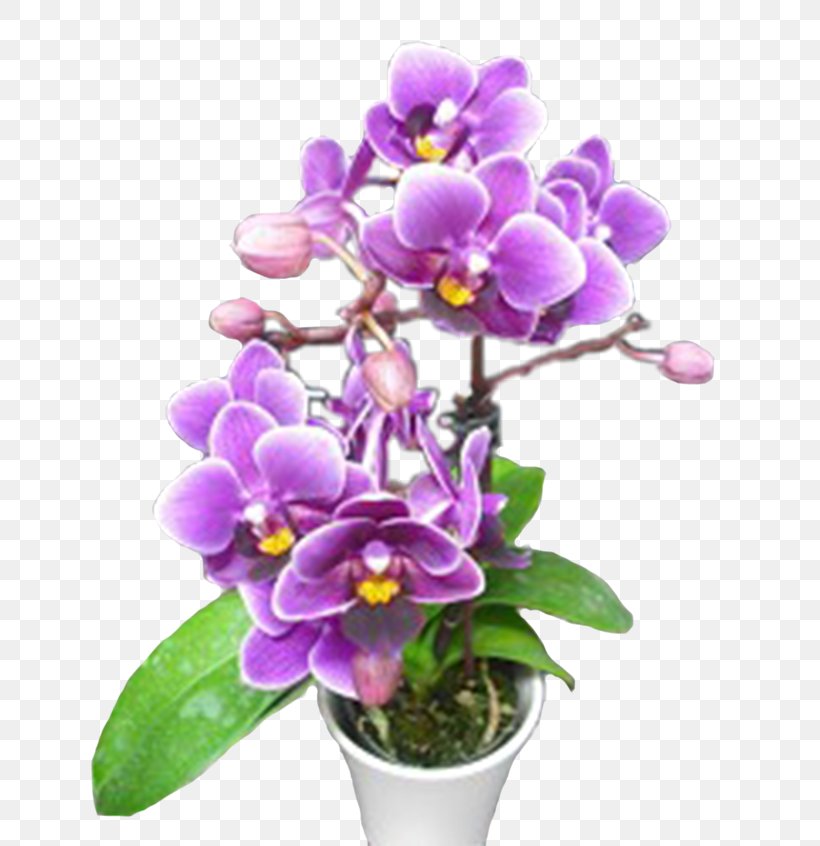 Phalaenopsis Equestris Cattleya Orchids Dendrobium Flowerpot Cut Flowers, PNG, 650x846px, Phalaenopsis Equestris, Cattleya, Cattleya Orchids, Cut Flowers, Dendrobium Download Free