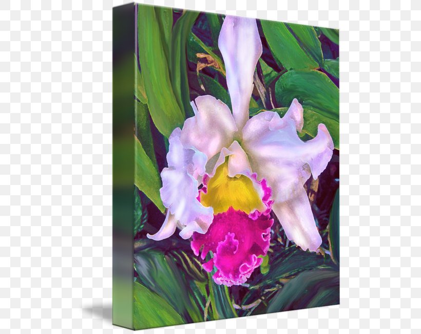 Crimson Cattleya Watercolor Painting Moth Orchids, PNG, 517x650px, Crimson Cattleya, Cattleya, Cattleya Labiata, Cattleya Orchids, Flora Download Free