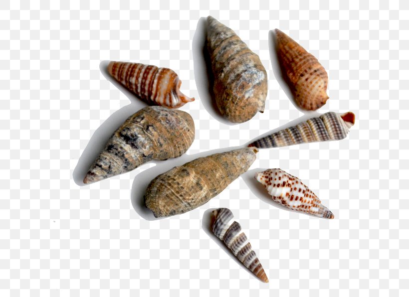 Seashell Bivalvia Conchology Fossil Sea Snail, PNG, 605x596px, Seashell, Bivalvia, Clams Oysters Mussels And Scallops, Conch, Conchology Download Free