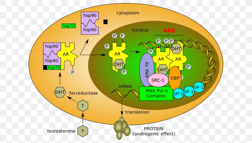 Selective Androgen Receptor Modulator Testosterone, PNG, 653x467px, Androgen Receptor, Anabolic Steroid, Androgen, Androgen Insensitivity Syndrome, Dihydrotestosterone Download Free