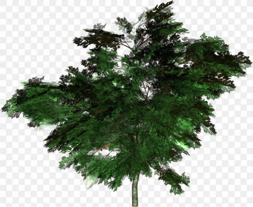 Tree Forest Woody Plant Spruce Conifers, PNG, 988x810px, Tree, Biome, Branch, Conifer, Conifers Download Free
