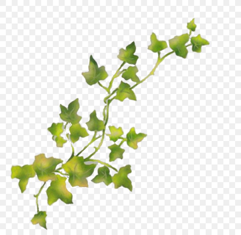 Twig Grapevine Plant Stem Leaf, PNG, 800x800px, Twig, Branch, Common Ivy, Family M Invest Doo, Flowering Plant Download Free