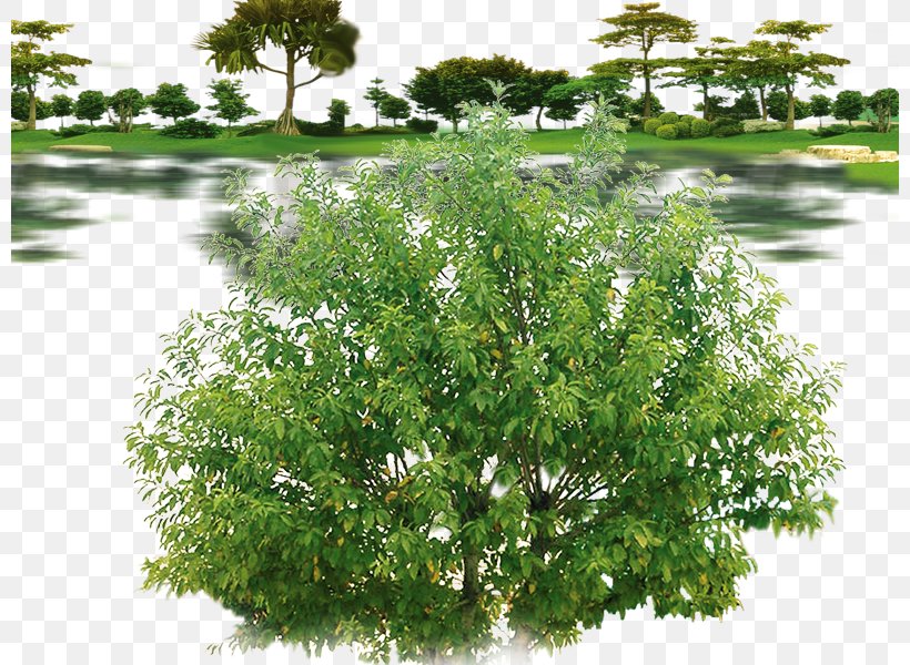 Weeping Fig Tree Qiaomu, PNG, 800x600px, Weeping Fig, Banyan, Evergreen, Ficus Virens Var Sublanceolata, Fig Trees Download Free