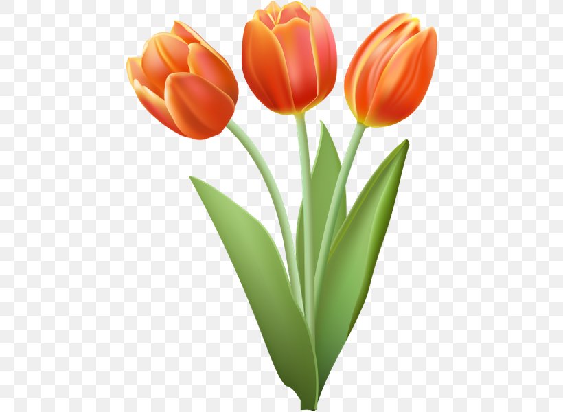 Drawing Tulip Clip Art, PNG, 458x600px, Drawing, Can Stock Photo, Cut Flowers, Floral Design, Flower Download Free