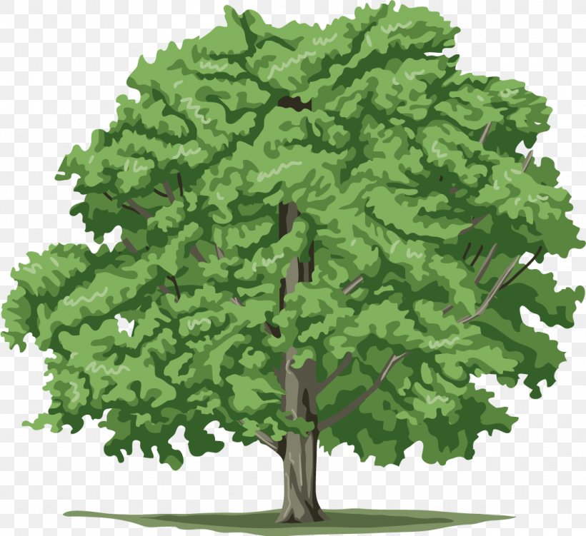 Tree Plant Clip Art, PNG, 1109x1016px, Tree, Blog, Branch, Evergreen, Grass Download Free