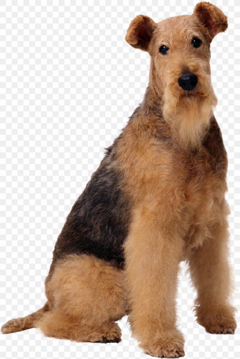 Airedale Terrier Old English Sheepdog Wire Hair Fox Terrier Maltese Dog Boston Terrier, PNG, 2167x3239px, Airedale Terrier, Boston Terrier, Breed, Carnivoran, Coat Download Free