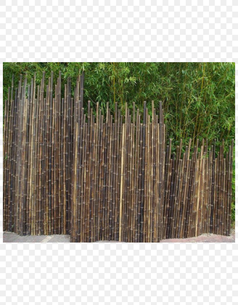 Fence Tropical Woody Bamboos Garden Furniture Phyllostachys Nigra, PNG, 800x1050px, Fence, Bamboo, Door, Furniture, Garden Download Free
