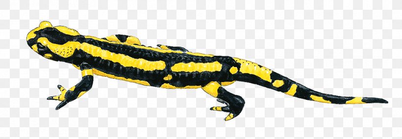 Fire Salamander Newt Lizard Gecko, PNG, 1063x369px, Fire Salamander, Amphibian, Animal, Animal Figure, European Fire Salamander Download Free