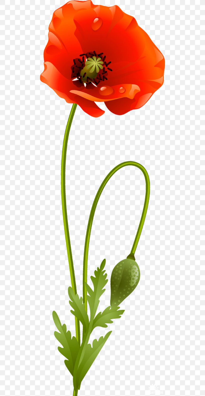Flower Poppy Plant Stem Clip Art, PNG, 500x1583px, Flower, Blume, Common Poppy, Coquelicot, Cut Flowers Download Free