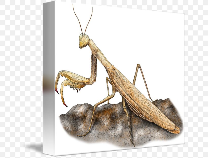 Mantis Insect Pest, PNG, 650x623px, Mantis, Arthropod, Insect, Invertebrate, Membrane Winged Insect Download Free