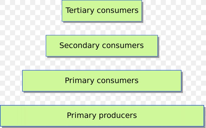 Trophic Level Ecological Pyramid Food Chain Biomass Ecology, PNG, 1024x635px, Trophic Level, Area, Biomass, Brand, Consumer Download Free