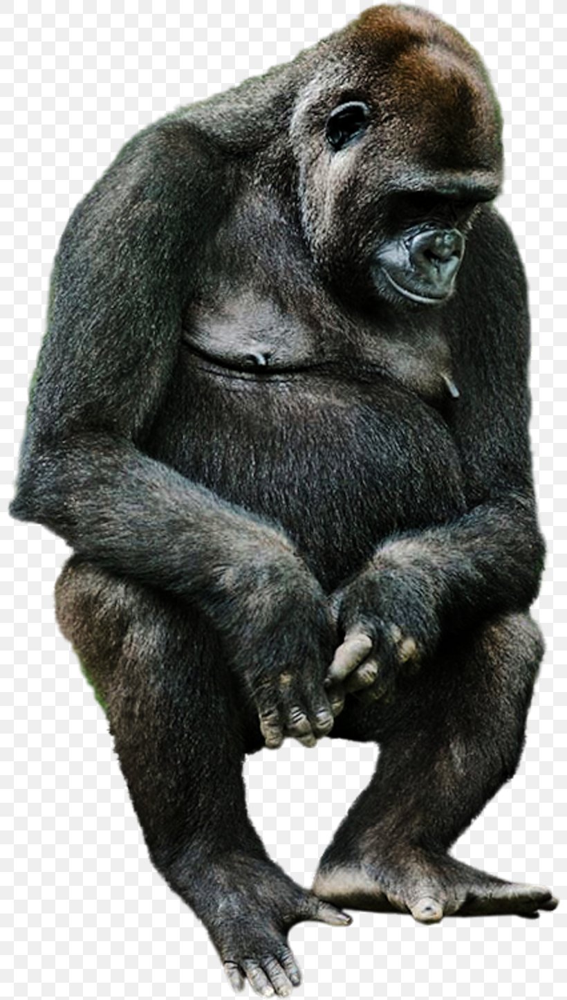 Western Gorilla Common Chimpanzee Monkey Animal Clip Art, PNG, 800x1445px, Western Gorilla, Animal, Chimpanzee, Common Chimpanzee, Fauna Download Free