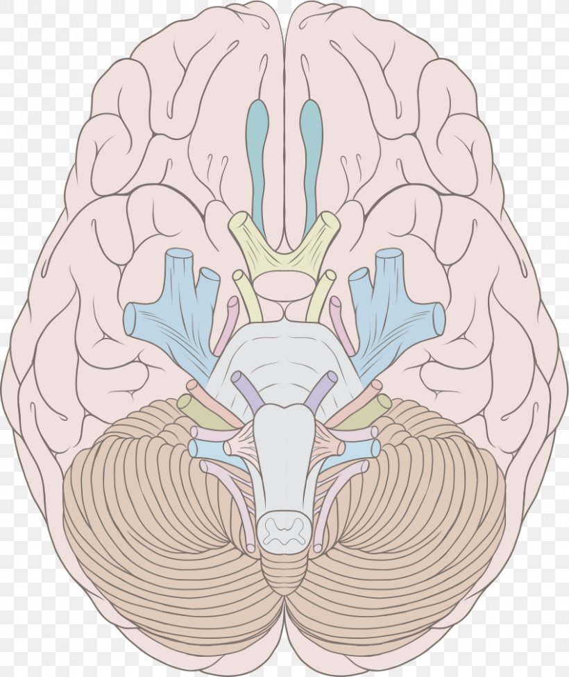 Cranial Nerves Human Brain Nervous System Brainstem, PNG, 848x1010px, Watercolor, Cartoon, Flower, Frame, Heart Download Free
