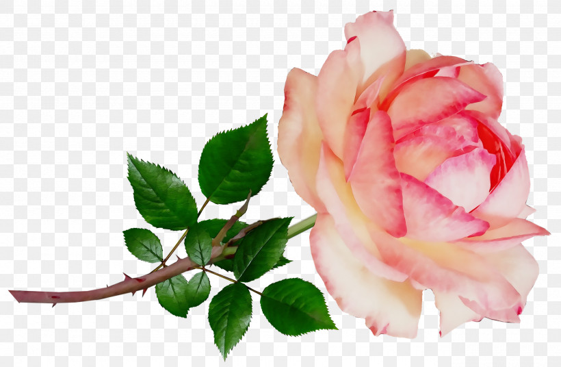 Garden Roses, PNG, 2560x1676px, Watercolor, Bud, Cabbage Rose, China Rose, Cut Flowers Download Free