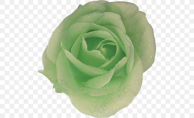 Garden Roses Cabbage Rose Cut Flowers Petal, PNG, 500x500px, Garden Roses, Cabbage Rose, Cut Flowers, Flower, Garden Download Free