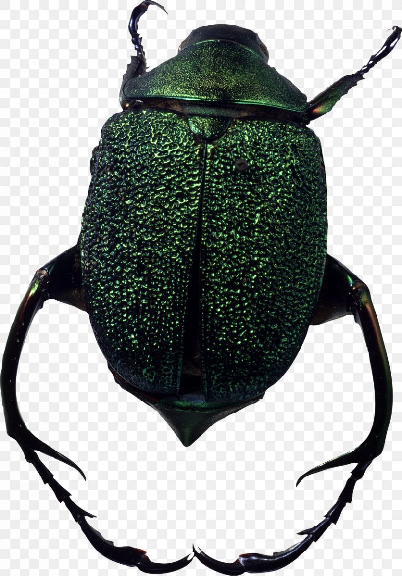 Beetle Image JPEG GIF, PNG, 852x1221px, Beetle, Blister Beetles, Cetoniidae, Darkling Beetles, Dung Beetle Download Free