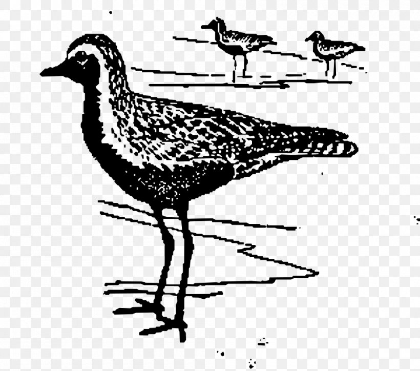 Bird Plover Wader Clip Art, PNG, 1000x883px, Bird, American Golden Plover, Art, Beak, Black And White Download Free