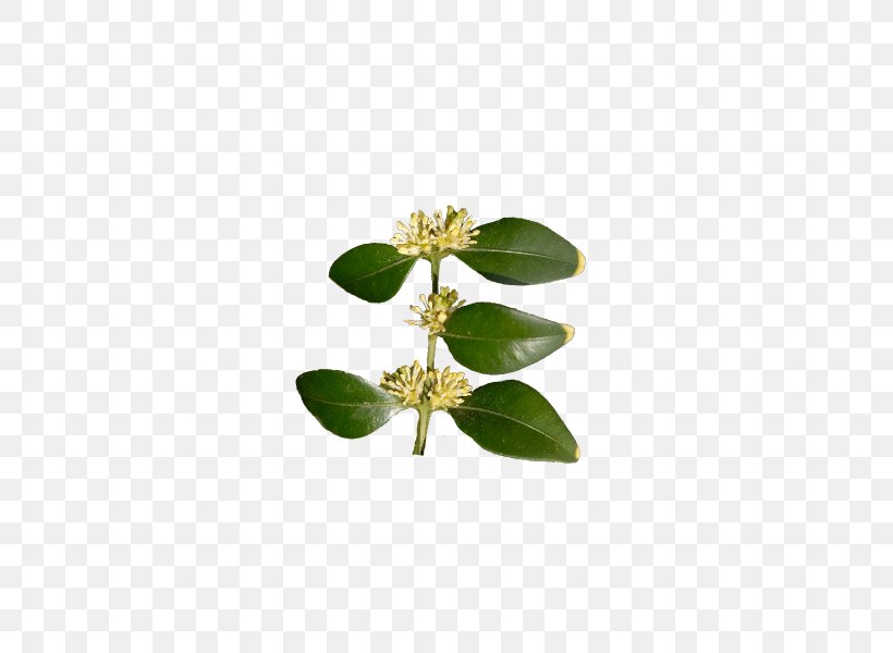 Buxus Sempervirens Leaf Shrub Buxus Microphylla Hedge, PNG, 450x600px, Buxus Sempervirens, Bonsai, Box, Buxus Microphylla, Clickandgreen Gmbh Download Free
