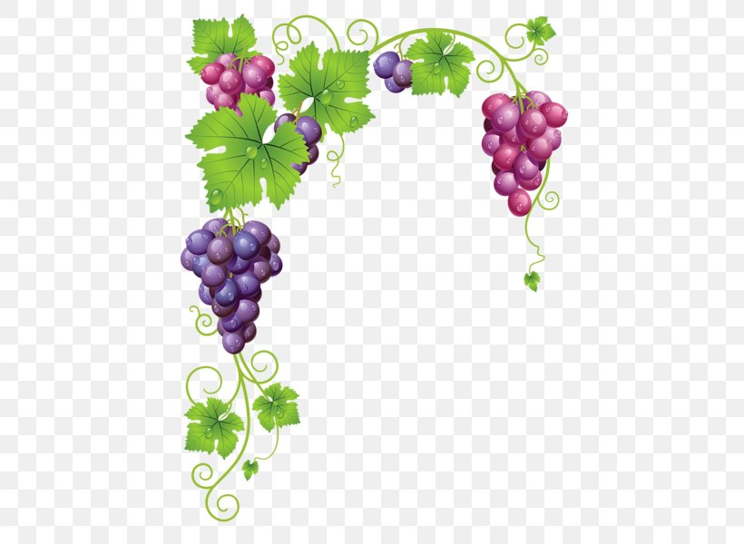 Common Grape Vine Wine Grape Leaves, PNG, 464x600px, Common Grape Vine, Flowering Plant, Food, Fruit, Grape Download Free