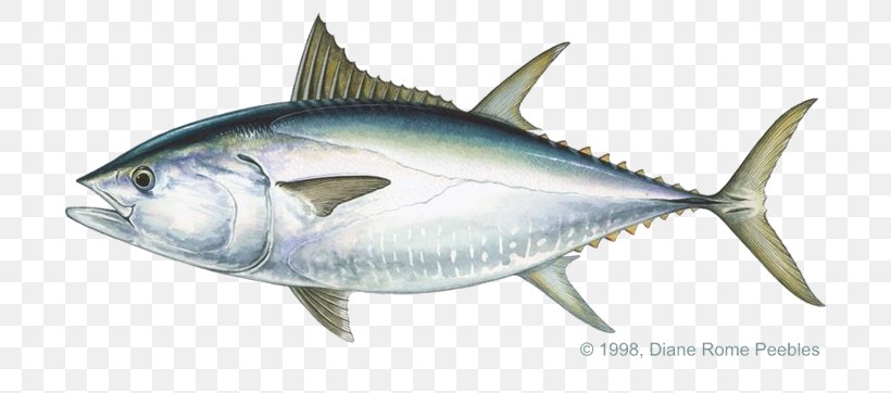 Pacific Bluefin Tuna Albacore Bigeye Tuna Atlantic Bluefin Tuna Yellowfin Tuna, PNG, 720x362px, Pacific Bluefin Tuna, Albacore, Atlantic Bluefin Tuna, Bigeye Tuna, Blackfin Tuna Download Free