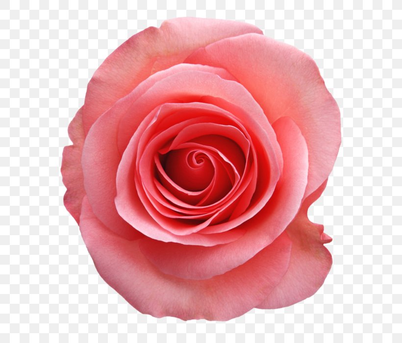 Beach Rose China Rose Garden Roses Pink Flower, PNG, 670x700px, Beach Rose, China Rose, Close Up, Color, Cut Flowers Download Free