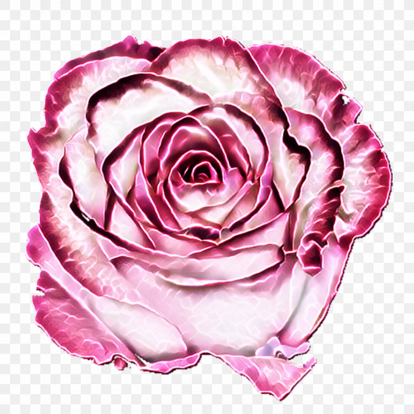 Garden Roses Cabbage Rose Floribunda Floristry Cut Flowers, PNG, 1600x1600px, Garden Roses, Cabbage Rose, Cut Flowers, Floribunda, Floristry Download Free