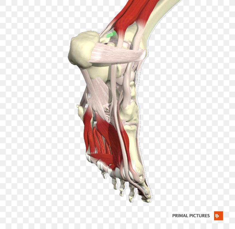 Joint Shoulder Arm Bone Jaw, PNG, 800x800px, Joint, Arm, Bone, Hand, Jaw Download Free