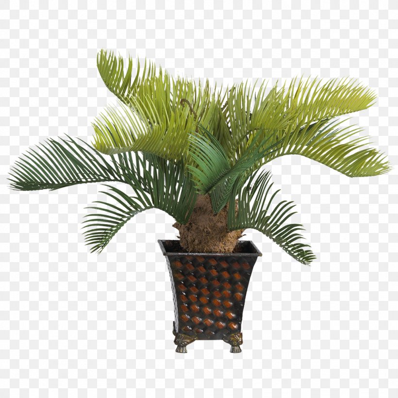 Phoenix Roebelenii Adonidia Ravenea Date Palm Houseplant, PNG, 1024x1024px, Phoenix Roebelenii, Adonidia, Aloe Vera, Areca Palm, Arecaceae Download Free