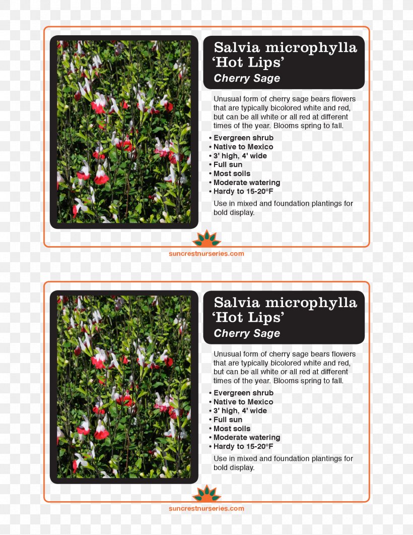 Tree Shrub, PNG, 1700x2200px, Tree, Flora, Flower, Grass, Plant Download Free