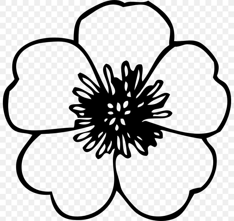 Coloring Book Flower Poppy Adult, PNG, 800x775px, Coloring Book, Adult, Artwork, Black, Black And White Download Free