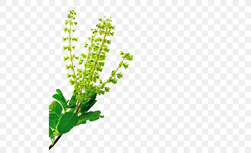 Herb Holy Basil Plant Neem Tree, PNG, 500x500px, Herb, Aloe Vera, Aquarium Decor, Ayurveda, Azadirachta Download Free