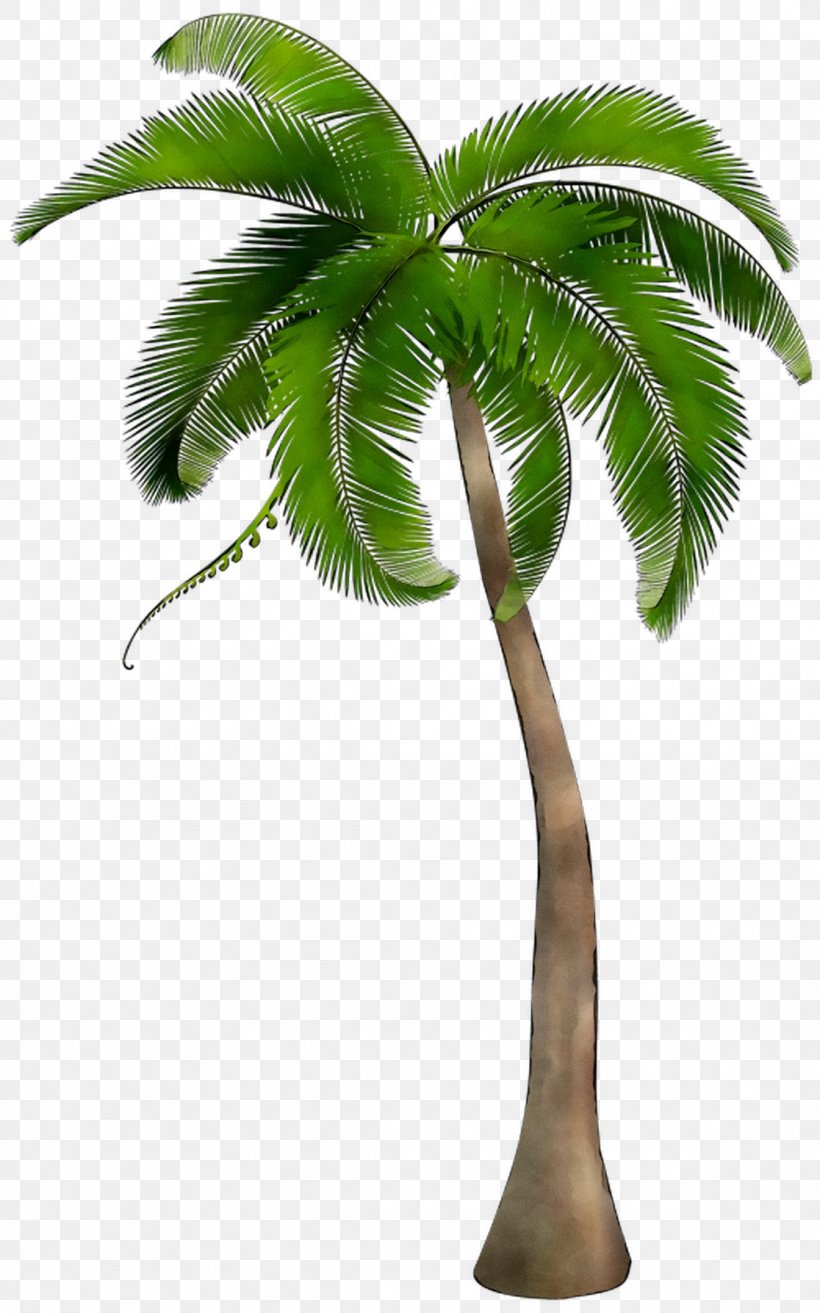 Palm Trees Clip Art Image Illustration, PNG, 1116x1788px, Palm Trees, Arecales, Babassu Oil, Botany, Coconut Download Free