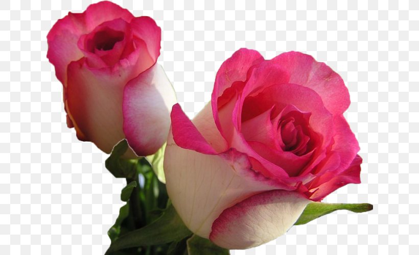 Rose Desktop Wallpaper Flower Image Pink, PNG, 640x500px, Rose, Artificial Flower, Bud, Cut Flowers, Display Resolution Download Free