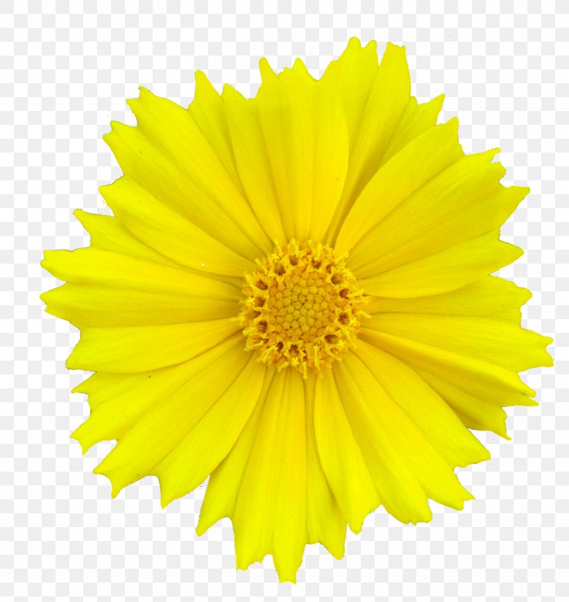 Stock Photography Flower Clip Art Yellow Transvaal Daisy, PNG, 1511x1600px, Stock Photography, Blue, Calendula, Chrysanths, Color Download Free