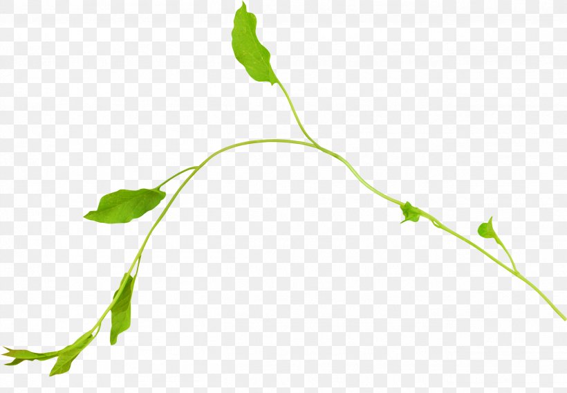 Twig Green Leaf, PNG, 2598x1801px, Twig, Branch, Collage, Flora, Flower Download Free