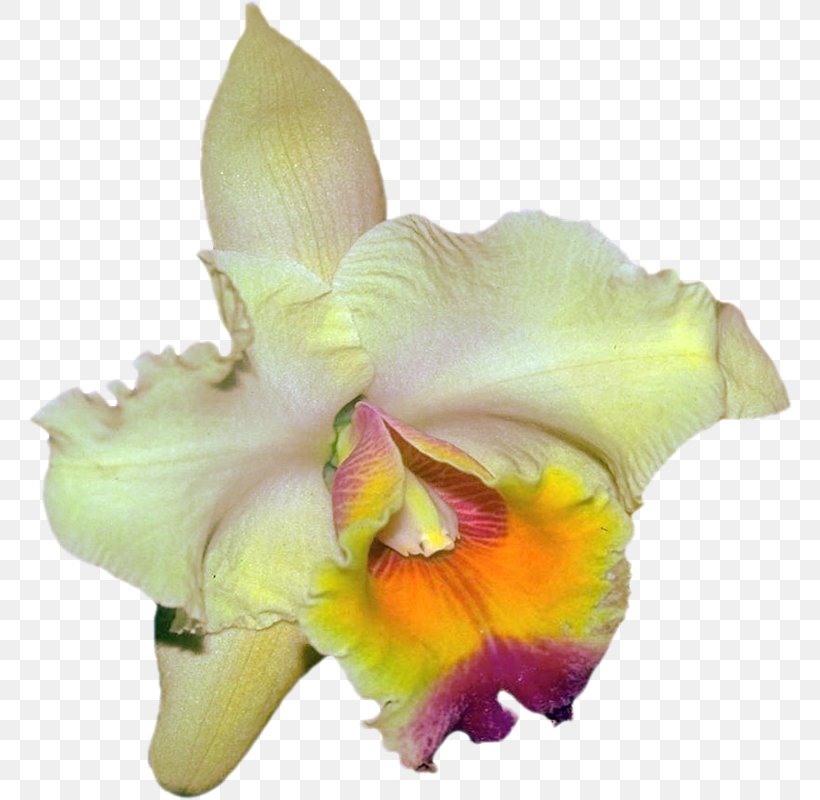 Cattleya Orchids Moth Orchids Clip Art, PNG, 766x800px, Orchids, Blog, Cattleya, Cattleya Orchids, Cut Flowers Download Free