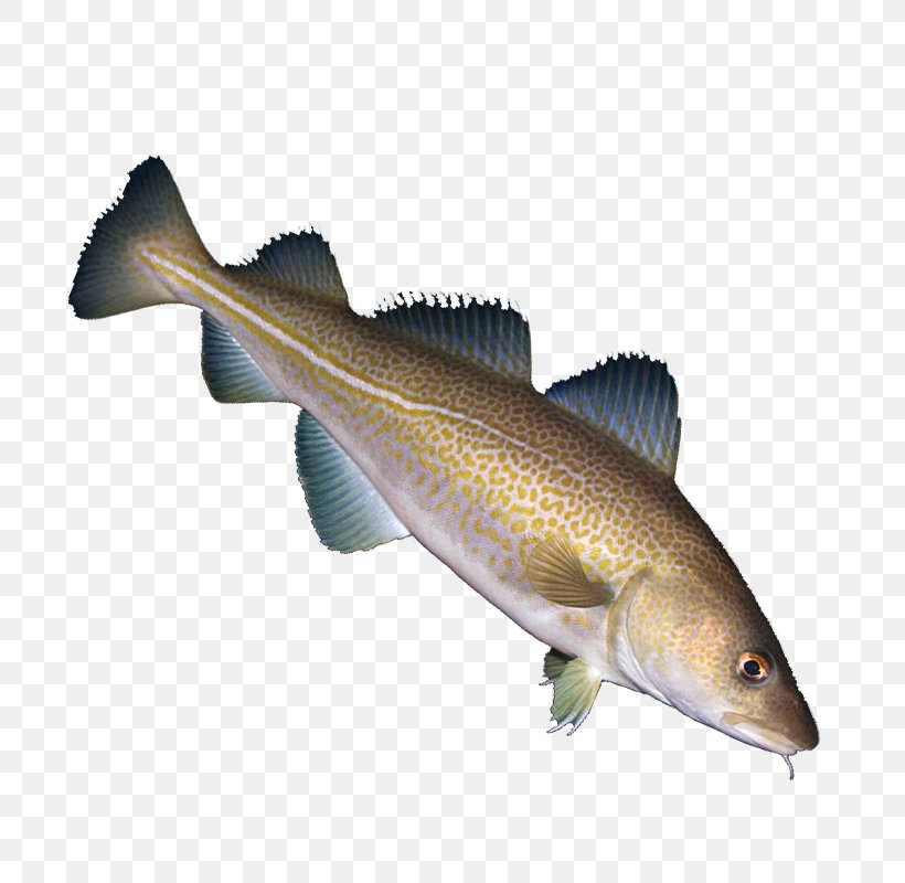Fish Cod Euclidean Vector, PNG, 800x800px, Fish, Barramundi, Bass, Bony Fish, Cod Download Free