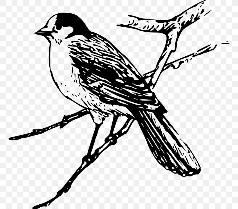 Bird Drawing Maya Clip Art, PNG, 762x720px, Bird, Art, Artwork, Beak, Black And White Download Free