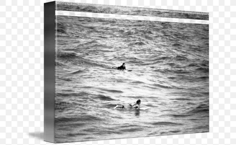 Duck Water Photography Wood /m/083vt, PNG, 650x503px, Duck, Bird, Black And White, Ducks Geese And Swans, Inlet Download Free