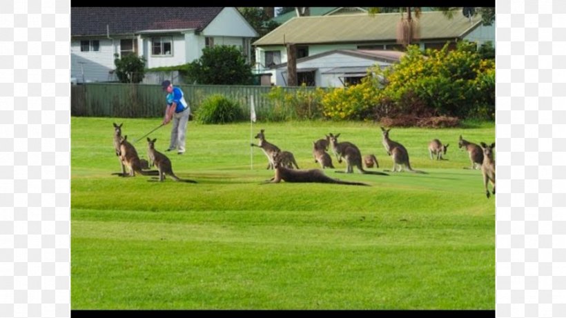 Golf Course The Country Club St Georges Basin Sport, PNG, 896x504px, Golf, Australia, Competition Event, Country Club, Field Download Free