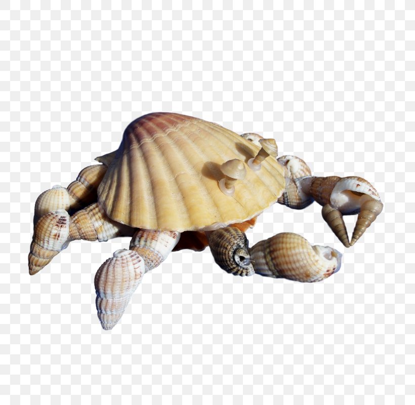 Sea Turtle Reptile Tortoise Animal, PNG, 800x800px, Turtle, Animal, Animal Figure, Blog, Box Turtles Download Free