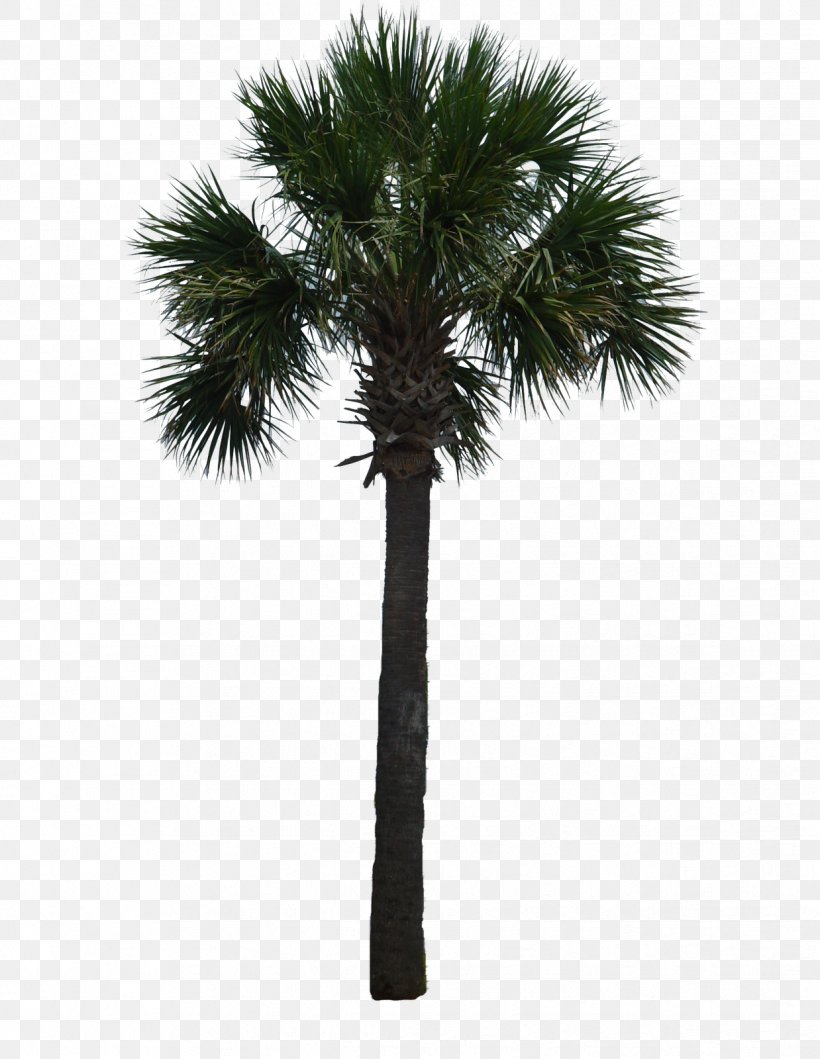 Tree Arecaceae Woody Plant Asian Palmyra Palm, PNG, 1238x1600px, Tree ...