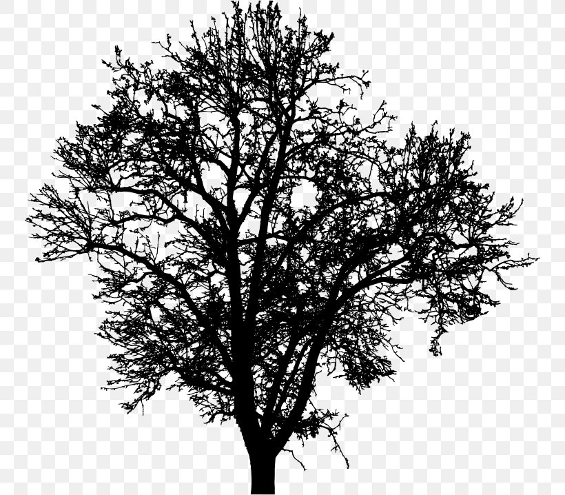 Twig Tree Clip Art, PNG, 748x718px, Twig, Black And White, Branch, Drawing, Monochrome Download Free