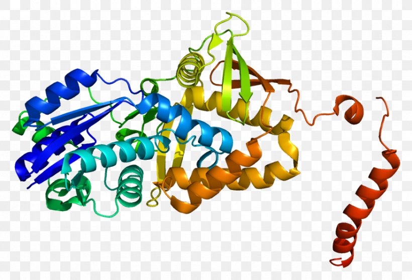 Argininosuccinate Synthase Argininosuccinic Acid Argininosuccinate Synthetase 1 Enzyme, PNG, 874x594px, Argininosuccinate Synthase, Argininosuccinic Acid, Atp Synthase, Catalysis, Citrulline Download Free
