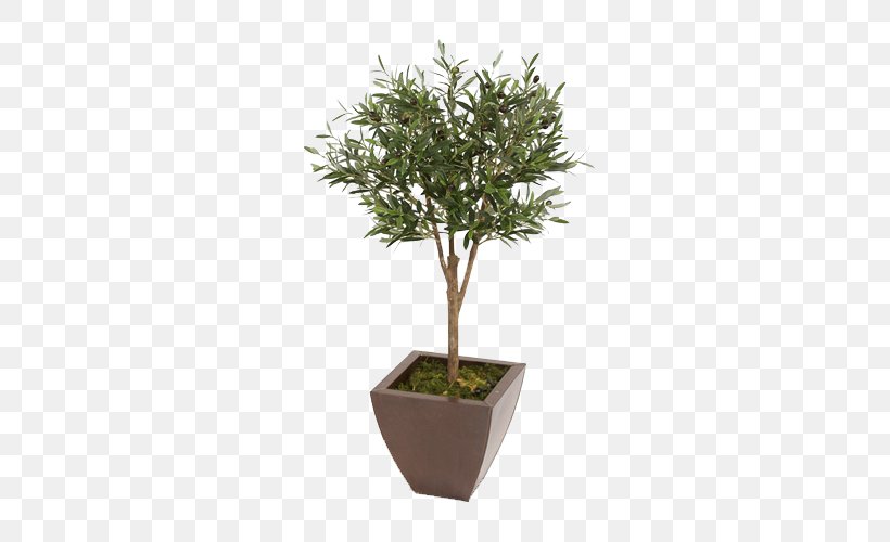 Bonsai Flowerpot Tree Houseplant, PNG, 500x500px, Bonsai, Chi Huyu1ebft Gixe1c, Dracaena Reflexa Var Angustifolia, Evergreen, Flowerpot Download Free